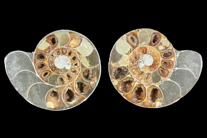 Cut & Polished Ammonite (Anapuzosia?) Pair - Madagascar #88010